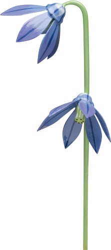 Blaustern für Blumenkind 5248/24