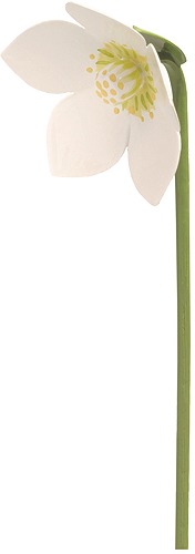 Christrose für Blumenkind 5248/25